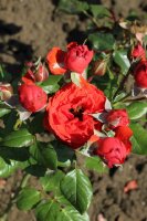 mandrina-344_0