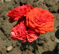 mandrina-345