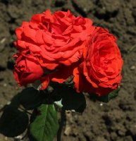 mandrina-346