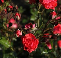 mary-633