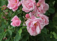 mary-wallace-592