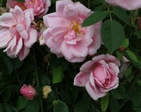 mary-wallace591