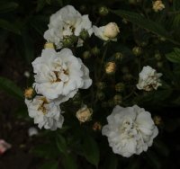 marysa-084