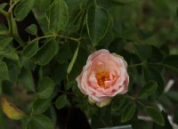 melita-575