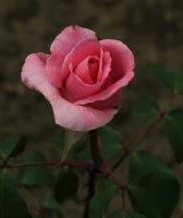 mia-336