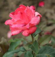 milena-437