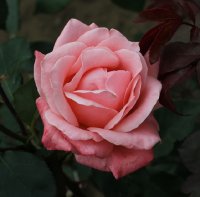milena-438