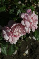 milrose-643