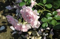 milrose-644
