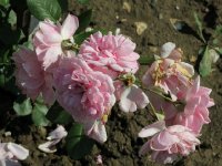 milrose645