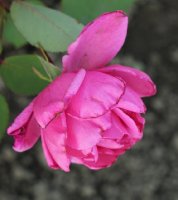 minister-rasin-836