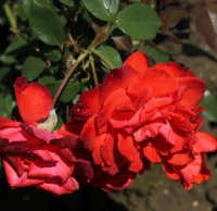 miracle-331