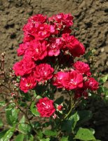 miss-edith-cavell-747