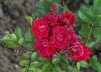 miss-edith-cavell-748