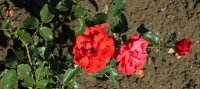 miss-ireland-340