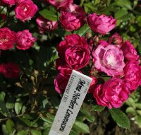 mme-norbert-levavaseur-723