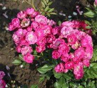 mme-norbert-levavaseur-724