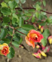 mme-rene-coty-924