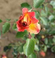 mme-rene-coty-925