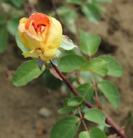 mme-rene-coty-926