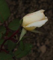 narzisse-526