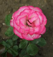 nicole-044