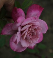 orchid-mastepiece-456