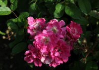 orleans-rose-730