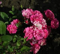 orleans-rose-732