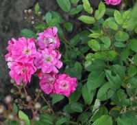 orleans-rose
