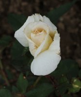palacky-523