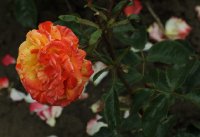 papagena-649