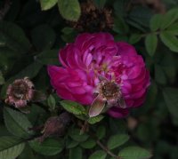 parwifolia-828