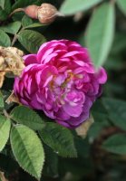 parwifolia-829