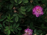 parwifolia-830