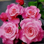 tickled-pink-fryer-katalog.jpg