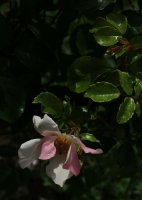 piere-gagneire-730