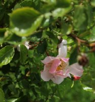 piere-gagneire-731