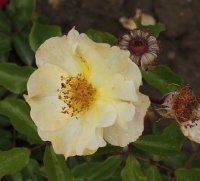 pimpernelle-060