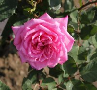 pink-spiral-897