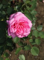 pink-spiral-898