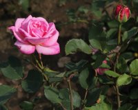 pink-spiral-899