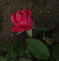 pliska-687
