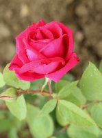 poinsettia-509