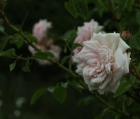 probuzeni-567