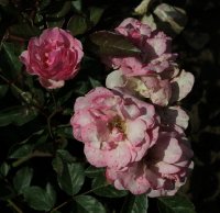 raymond-privat-667