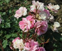 raymond-privat-668