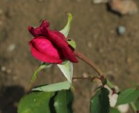red-letter-day-604