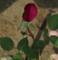 red-letter-day-605