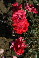 red-pinocchio-635
